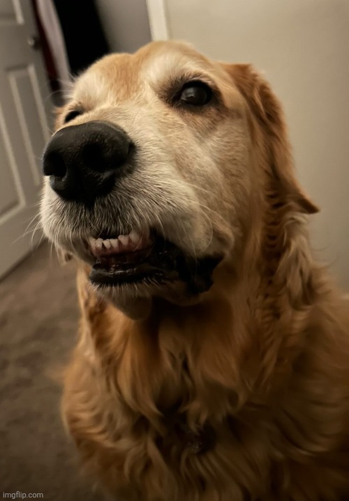 Concerned Golden Retriever | image tagged in concerned golden retriever | made w/ Imgflip meme maker