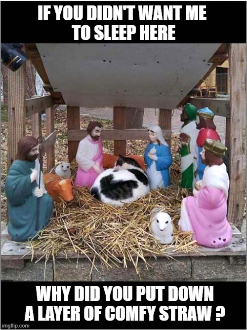 Nativity Scene Ruined Or Improved ? | IF YOU DIDN'T WANT ME
 TO SLEEP HERE; WHY DID YOU PUT DOWN A LAYER OF COMFY STRAW ? | image tagged in cats,nativity,ruined,improved | made w/ Imgflip meme maker