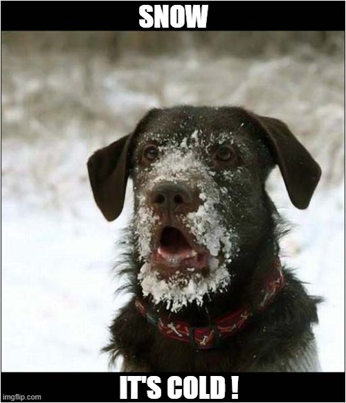 A Dogs Assessment Of The Outside | SNOW; IT'S COLD ! | image tagged in dogs,assessment,snow,cold | made w/ Imgflip meme maker