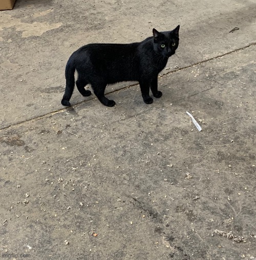 Snake killer | made w/ Imgflip meme maker