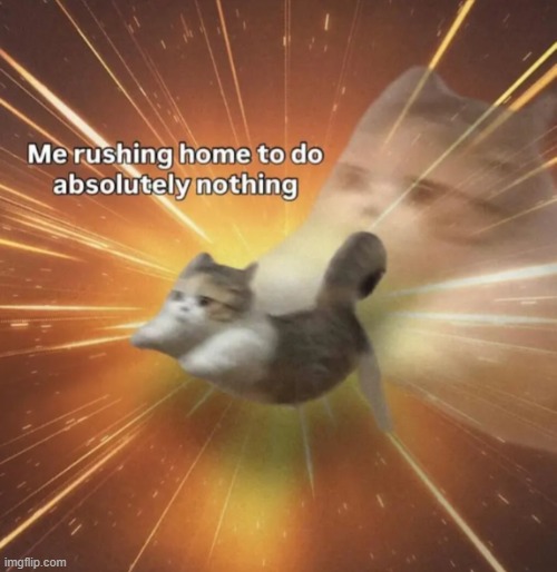 ititl | image tagged in memes,cats,funny,relatable | made w/ Imgflip meme maker