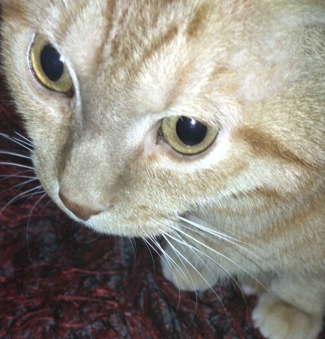 BingusLoading Blank Meme Template