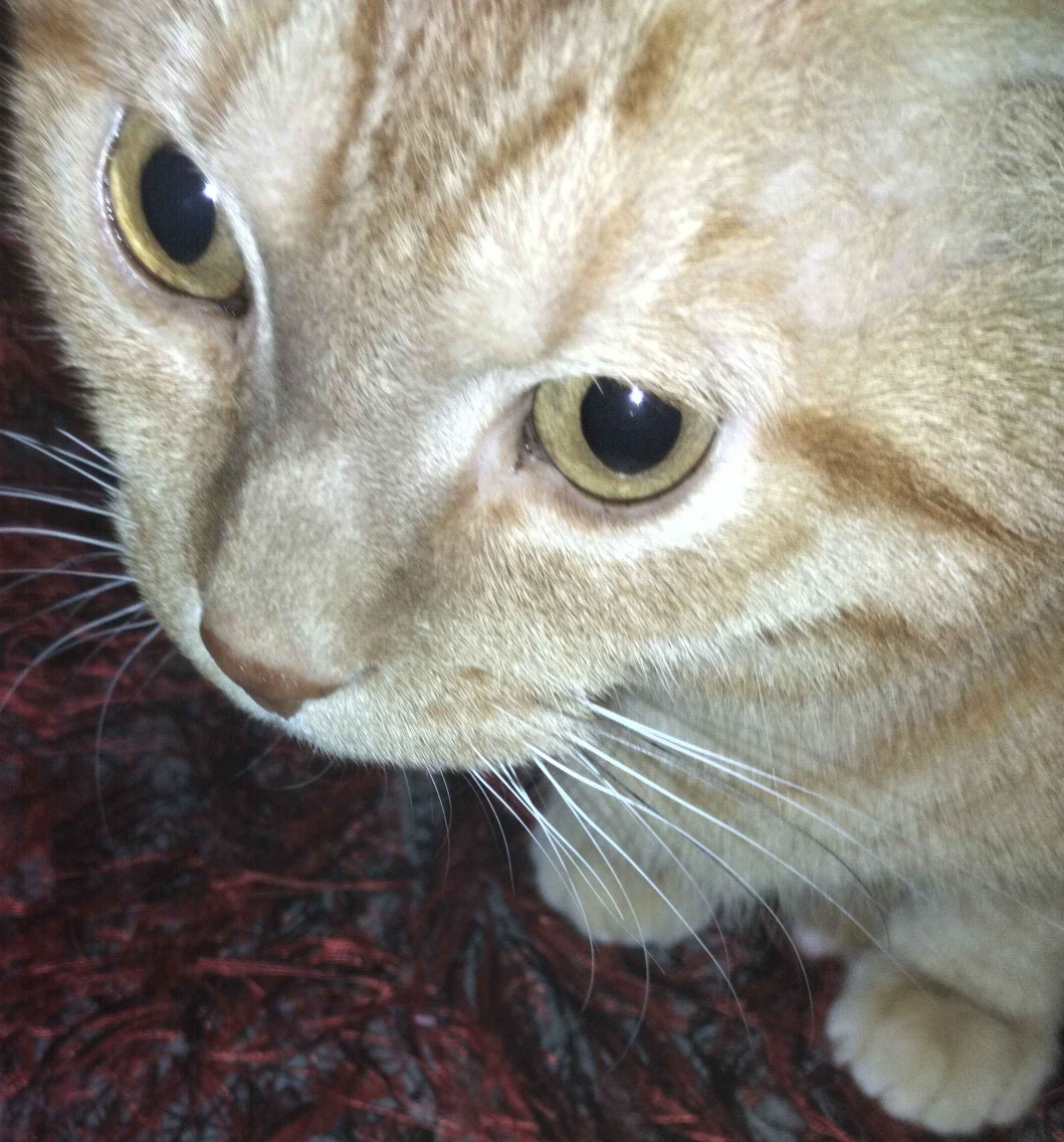 BingusLoad Blank Meme Template