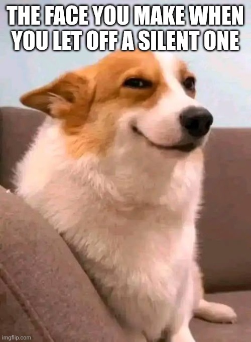 Dog | THE FACE YOU MAKE WHEN YOU LET OFF A SILENT ONE | image tagged in bad pun dog | made w/ Imgflip meme maker