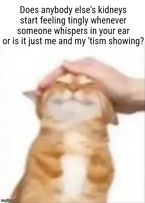Itz really tickliy | Does anybody else's kidneys start feeling tingly whenever someone whispers in your ear or is it just me and my 'tism showing? | image tagged in cat being petted | made w/ Imgflip meme maker