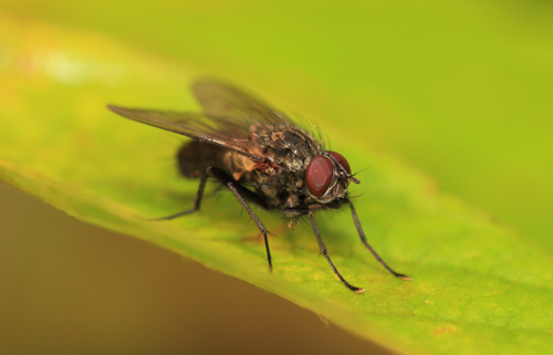 Smidli smidli stops Blank Meme Template