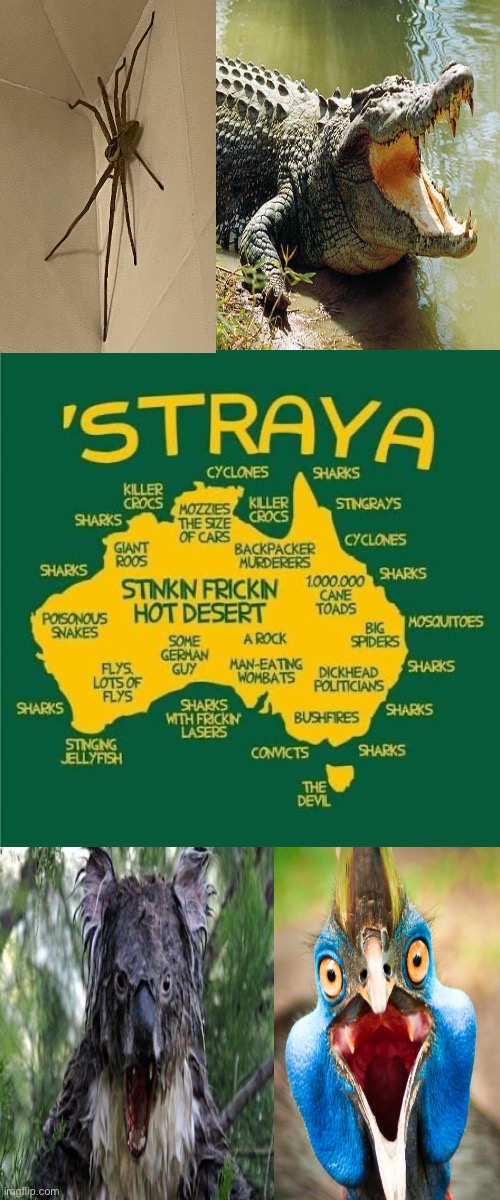 Only In Australia | image tagged in meanwhile in australia,angry birds,crocodile,angry koala,spiders,so you have chosen death | made w/ Imgflip meme maker