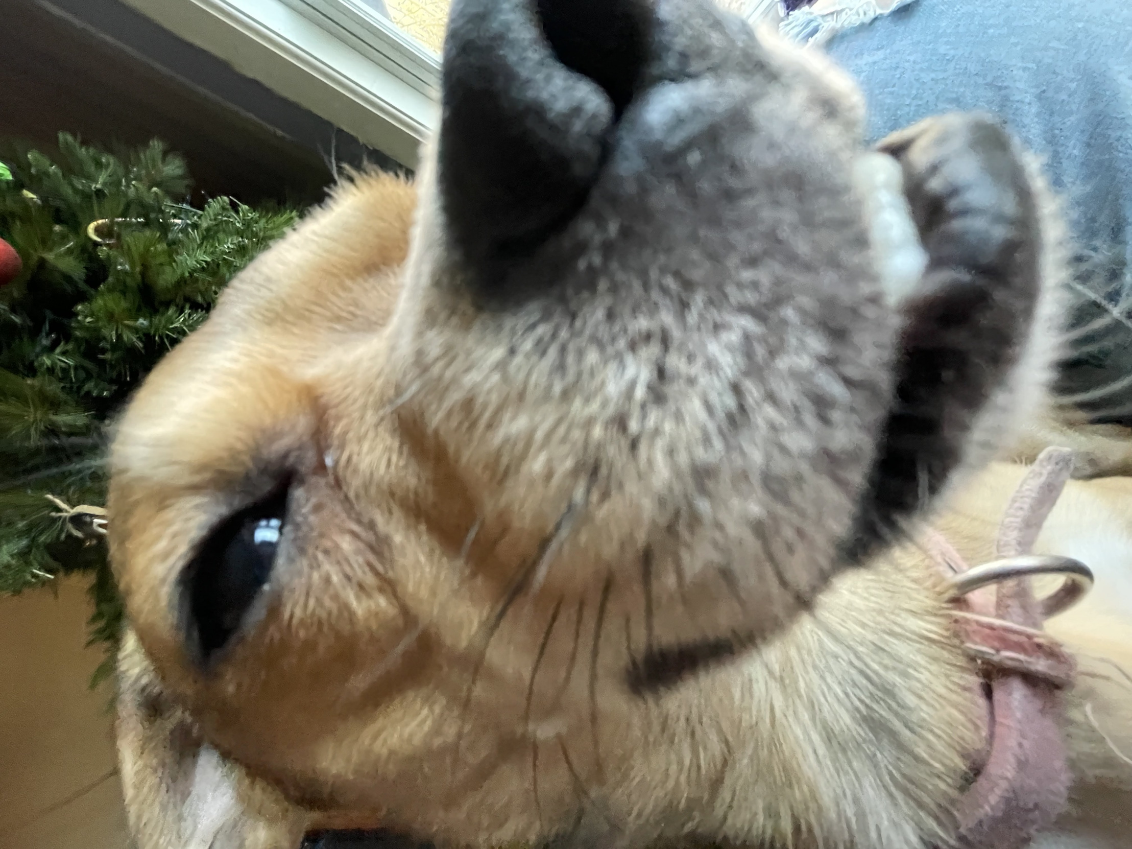 I’m zooted Blank Meme Template