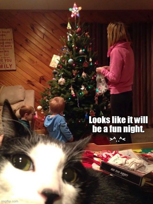 Mischievous Christmas Cat | image tagged in cats,funny cats,mischief,christmas,christmas tree,christmas with cats | made w/ Imgflip meme maker