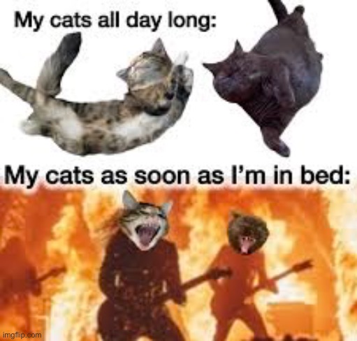 Day Vs Night | image tagged in cats,funny cats,day,night,party time,lazy cat | made w/ Imgflip meme maker