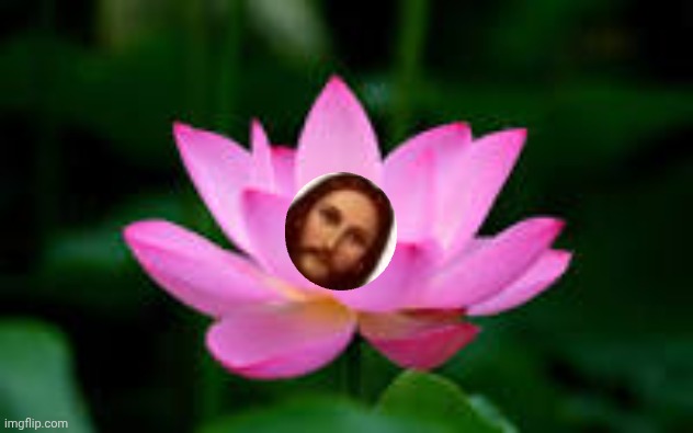 Lotus Flower | image tagged in lotus flower | made w/ Imgflip meme maker