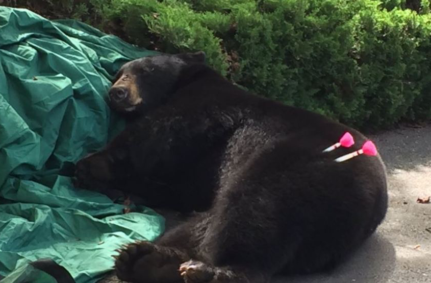 Tranquilizer Bear Blank Meme Template