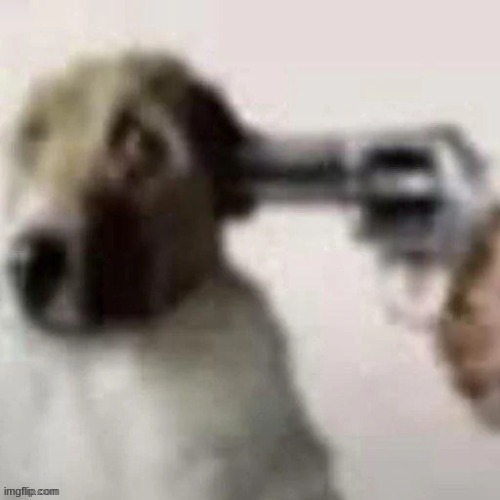 change of plans, the shower water is not fucking warming up | image tagged in dog gunpoint | made w/ Imgflip meme maker