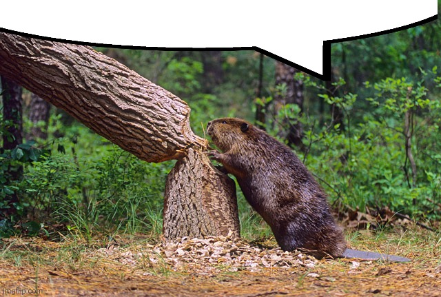Beaver | image tagged in beaver | made w/ Imgflip meme maker