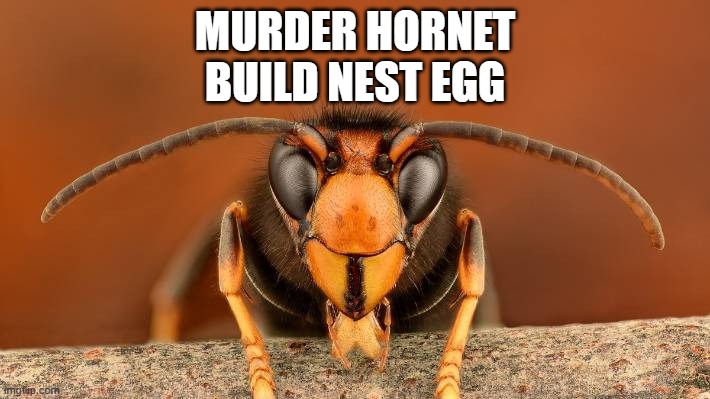 Murder Hornet | MURDER HORNET
BUILD NEST EGG | image tagged in murder hornet | made w/ Imgflip meme maker