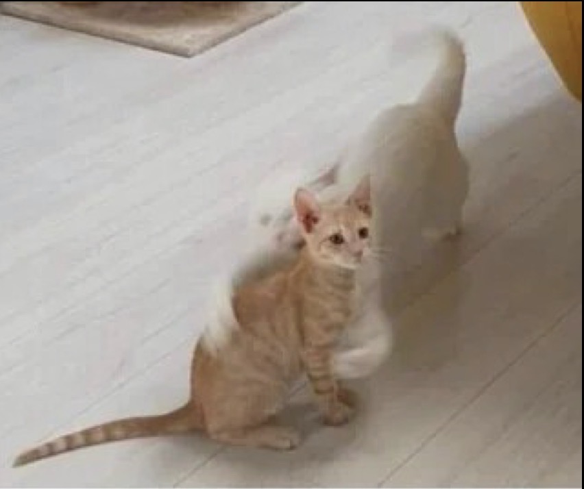 Tackle cat Blank Meme Template