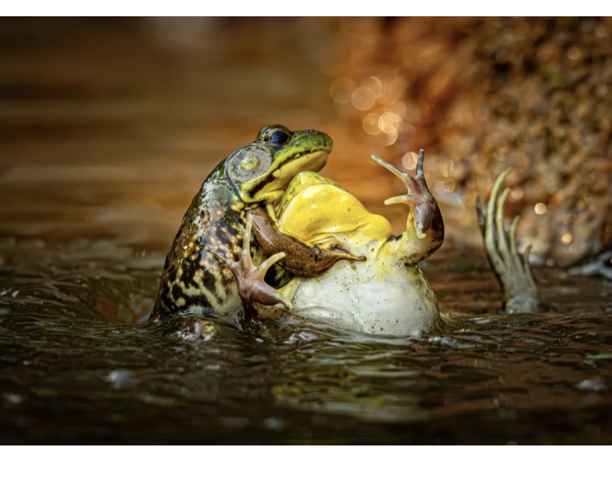 Frog drowning frog Blank Meme Template