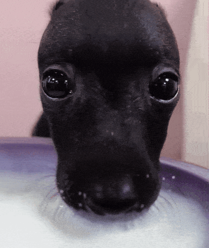 Dog drinking Blank Meme Template