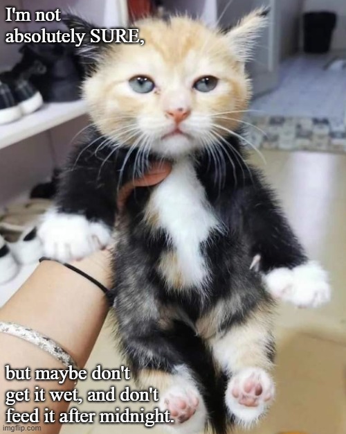Gremlin? | I'm not absolutely SURE, but maybe don't get it wet, and don't feed it after midnight. | image tagged in cats | made w/ Imgflip meme maker