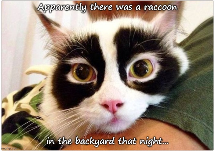 What happened? | Apparently there was a raccoon; in the backyard that night... | image tagged in cats | made w/ Imgflip meme maker