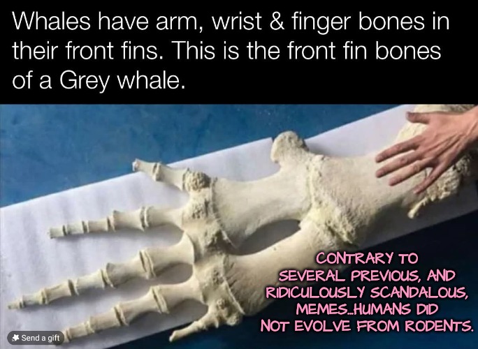 Proof we evolved when whales walked out of the sea | CONTRARY TO SEVERAL PREVIOUS, AND RIDICULOUSLY SCANDALOUS, MEMES...HUMANS DID NOT EVOLVE FROM RODENTS. | image tagged in rodents are not humanity's ancestors,dont eat whale meat it could be your ancestor | made w/ Imgflip meme maker