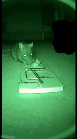Image tagged in gifs,rat,rats,msmg,shitpost - Imgflip