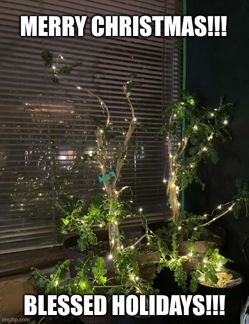 Frankincense Christmas/Holiday Trees (Boswellia Sacra) | MERRY CHRISTMAS!!! BLESSED HOLIDAYS!!! | image tagged in charlie brown christmas | made w/ Imgflip meme maker