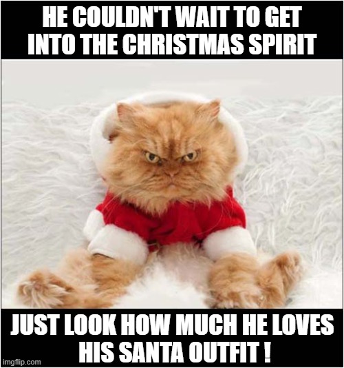 That Is Not A Happy Kitty ! | HE COULDN'T WAIT TO GET
INTO THE CHRISTMAS SPIRIT; JUST LOOK HOW MUCH HE LOVES 

HIS SANTA OUTFIT ! | image tagged in cats,christmas,outfit | made w/ Imgflip meme maker