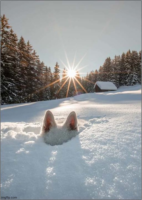 This Snow Maybe Too Deep ? | image tagged in dogs,snow,too deep | made w/ Imgflip meme maker