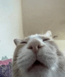 Sleepy cat Blank Meme Template