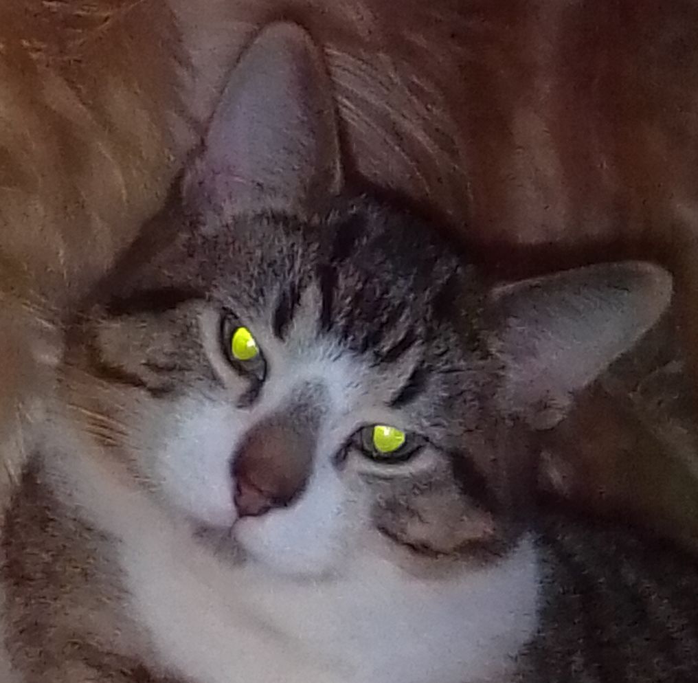 Ms. Claus Blank Meme Template