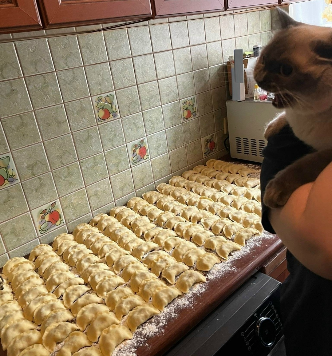 cat and dumplings Blank Meme Template