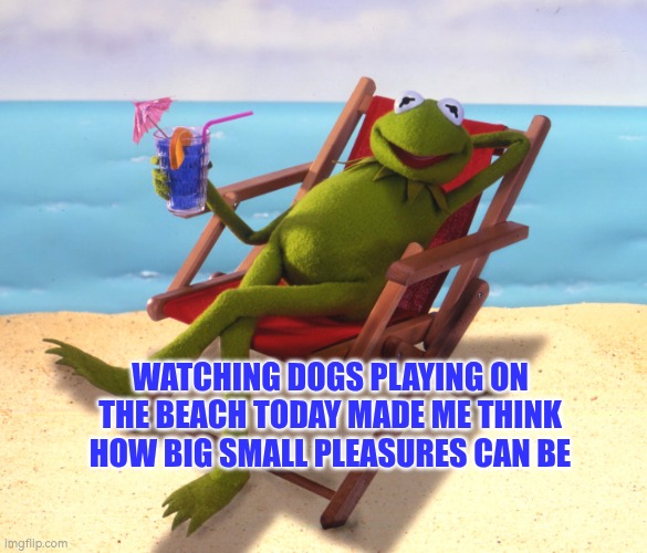 Watching dogs playing on the beach today made me think how big small pleasures can be | WATCHING DOGS PLAYING ON THE BEACH TODAY MADE ME THINK HOW BIG SMALL PLEASURES CAN BE | image tagged in beach,dogs,pleasure,fun,autism | made w/ Imgflip meme maker
