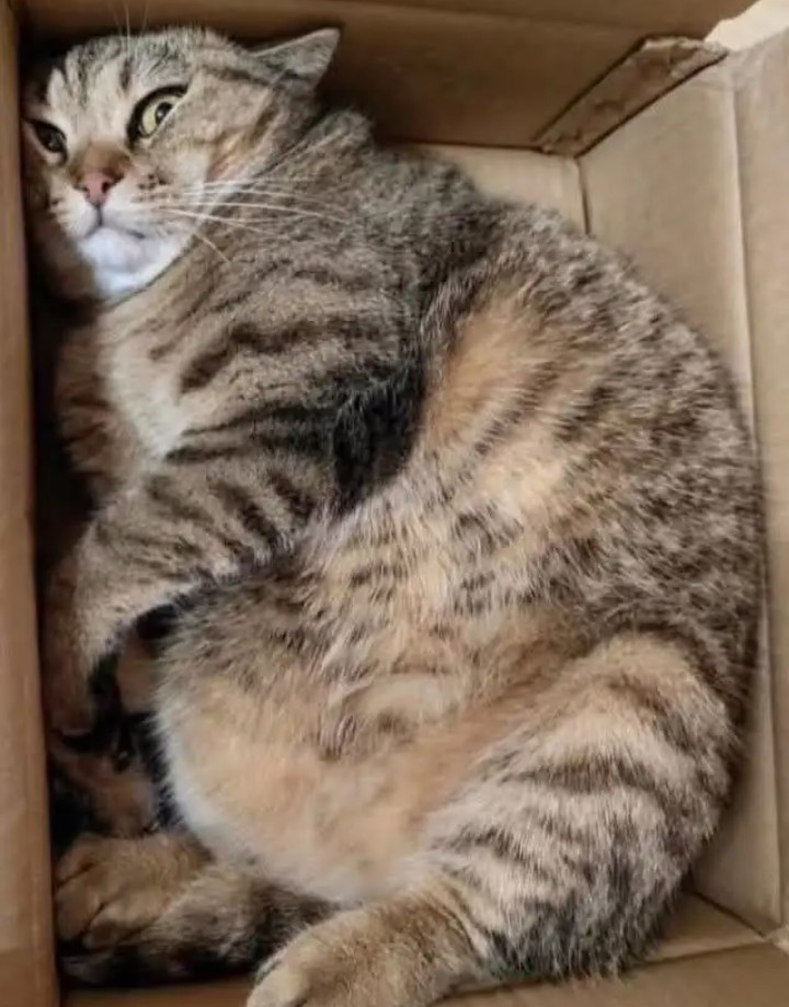 Fat cat Blank Meme Template