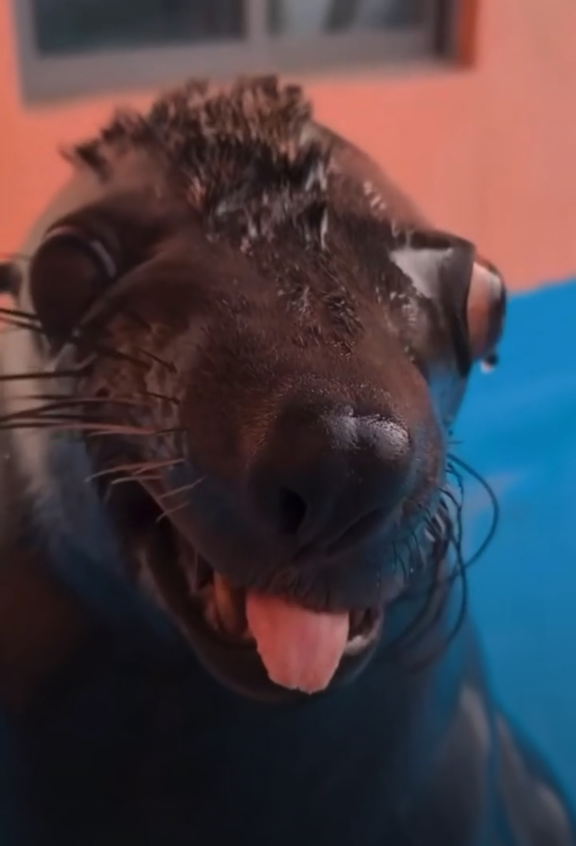 Silly Sea Lion Blank Meme Template