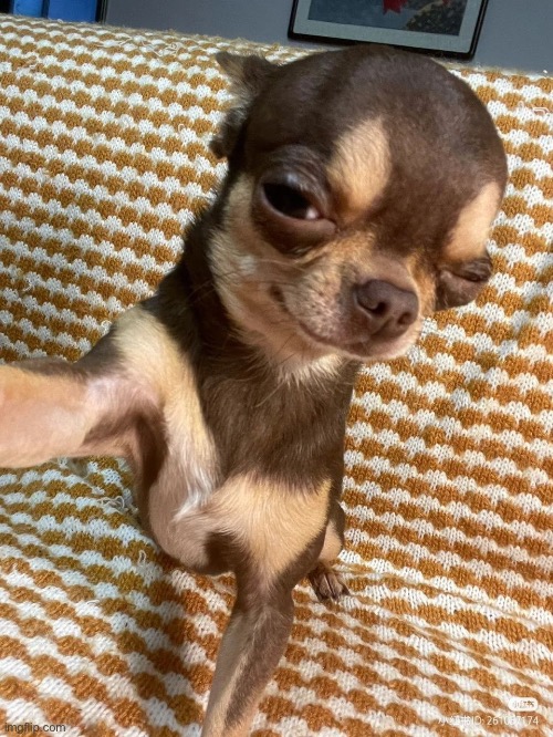 Dog Rizz | image tagged in dog rizz | made w/ Imgflip meme maker