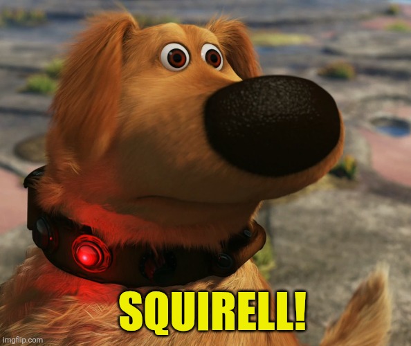 Doug “squirrel!” | SQUIRELL! | image tagged in doug squirrel | made w/ Imgflip meme maker