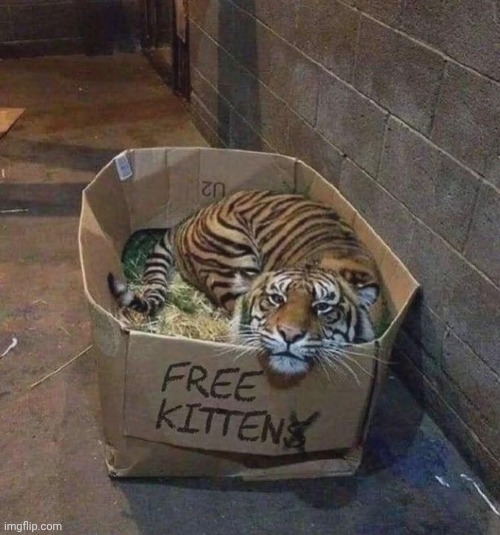 Tigere | image tagged in kittenz,oh wait,tiger | made w/ Imgflip meme maker