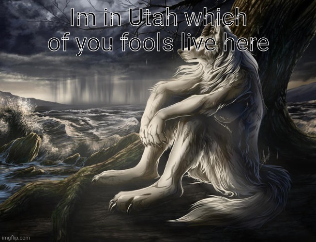 lone wolf | Im in Utah which of you fools live here | image tagged in lone wolf | made w/ Imgflip meme maker