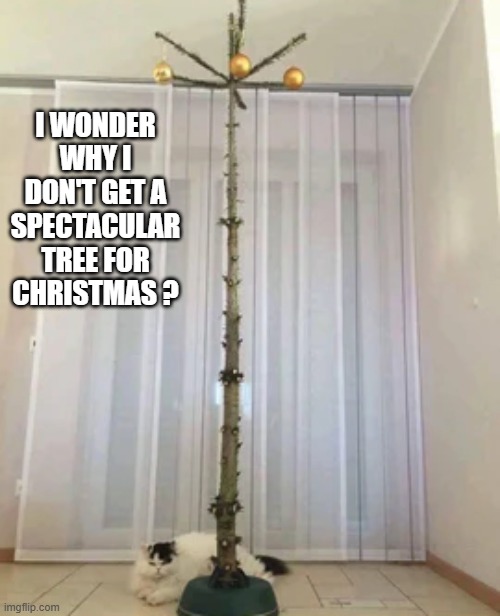 Cat wonders why his owners won't get him a spectacular Christmas tree. | I WONDER WHY I DON'T GET A SPECTACULAR TREE FOR CHRISTMAS ? | image tagged in cat,kittens,funny,humor,christmas,christmas tree | made w/ Imgflip meme maker