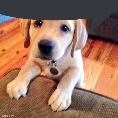 Puppy dog eyes | image tagged in puppy dog eyes | made w/ Imgflip meme maker
