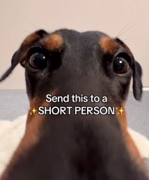 is 5'5 short? bc im 5'5 :D | made w/ Imgflip meme maker