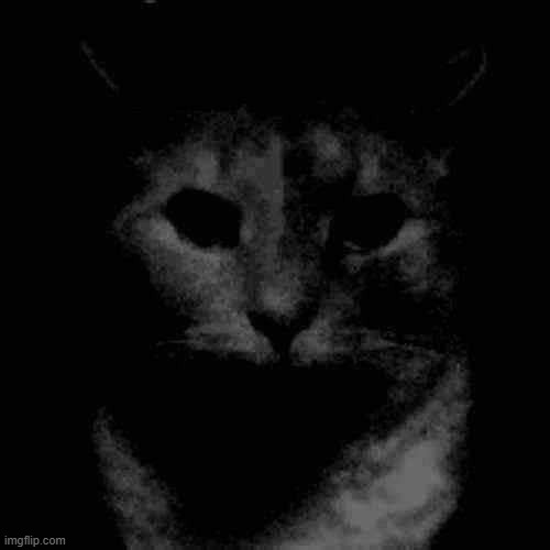 cat. | image tagged in cat | made w/ Imgflip meme maker