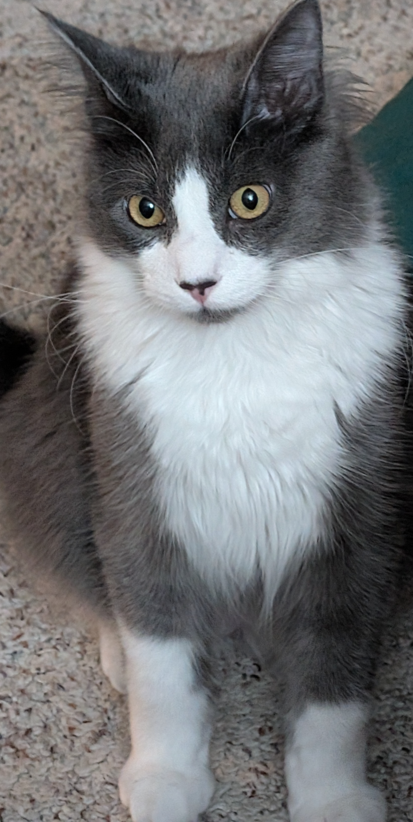 Merry Christmas to all my family and friends Blank Meme Template