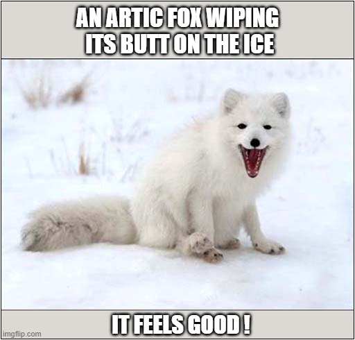 Wintery Relief ? | AN ARTIC FOX WIPING
 ITS BUTT ON THE ICE; IT FEELS GOOD ! | image tagged in dogs,artic,fox,butt,ice,relief | made w/ Imgflip meme maker