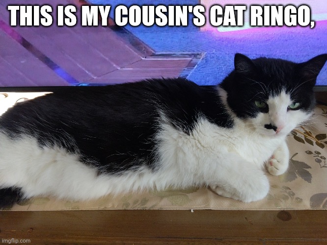THIS IS MY COUSIN'S CAT RINGO, | made w/ Imgflip meme maker