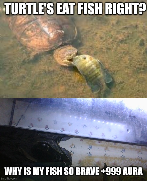 fish aura | TURTLE'S EAT FISH RIGHT? WHY IS MY FISH SO BRAVE +999 AURA | image tagged in google | made w/ Imgflip meme maker