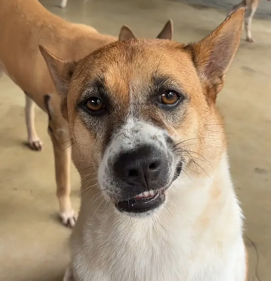 Smirking dog Blank Meme Template