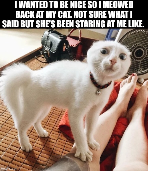 I Wanted To Be Nice So I Meowed Back At My Cat | I WANTED TO BE NICE SO I MEOWED BACK AT MY CAT. NOT SURE WHAT I SAID BUT SHE'S BEEN STARING AT ME LIKE. | image tagged in chrisjoines1 | made w/ Imgflip meme maker