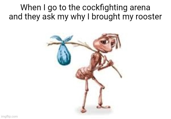 They hate Mr Fluffykins | When I go to the cockfighting arena and they ask my why I brought my rooster | image tagged in homeless ant | made w/ Imgflip meme maker
